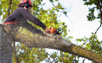 The Importance of Tree Removal: Enhancing Property Safety