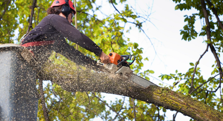 The Importance of Tree Removal: Enhancing Property Safety